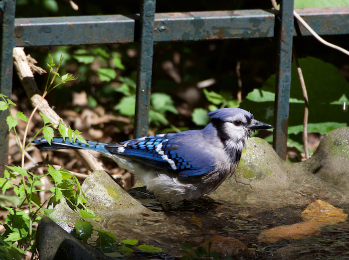 blue jay