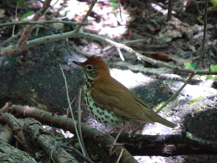 wood thrush