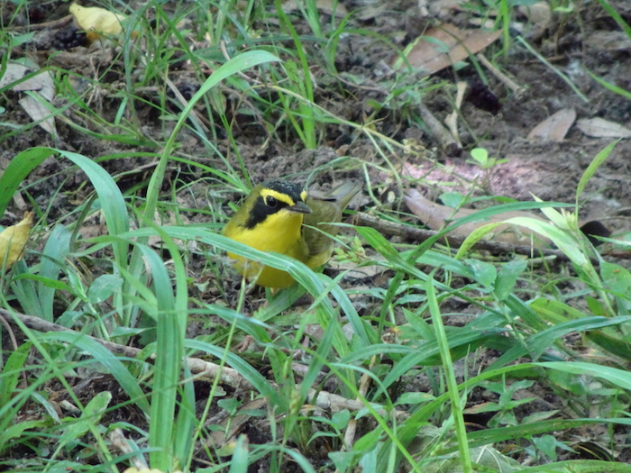 kentucky warbler