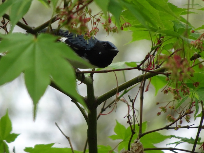 black-throated blue warbler