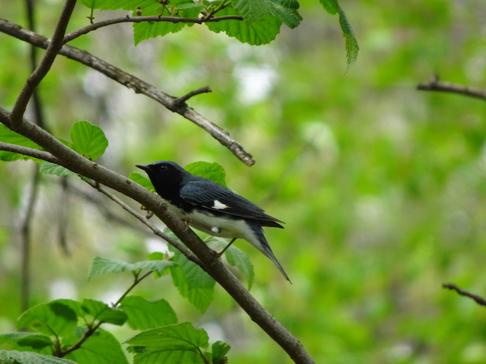 black-throated blue warbler