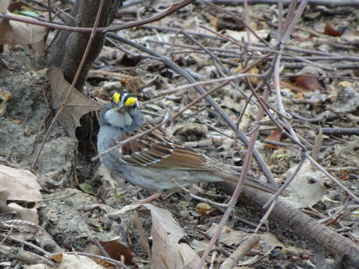 white-throated sparrow