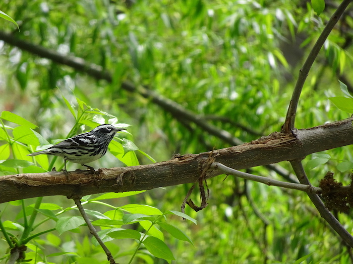 black-and-white warbler