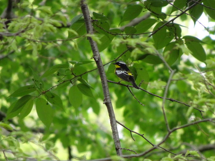 magnolia warbler