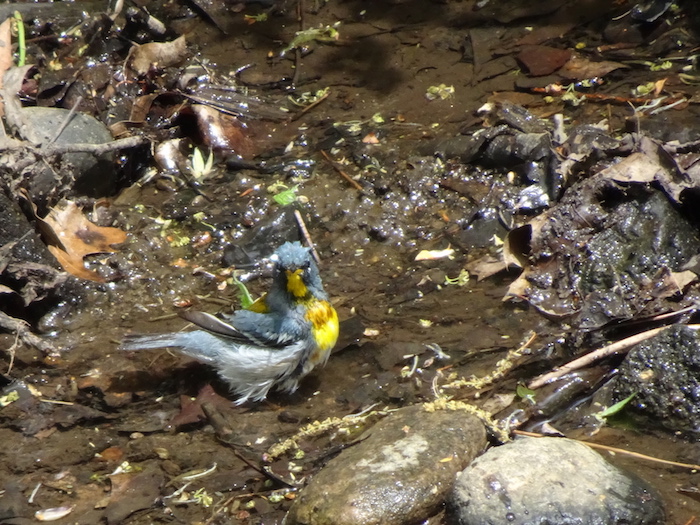 northern parula