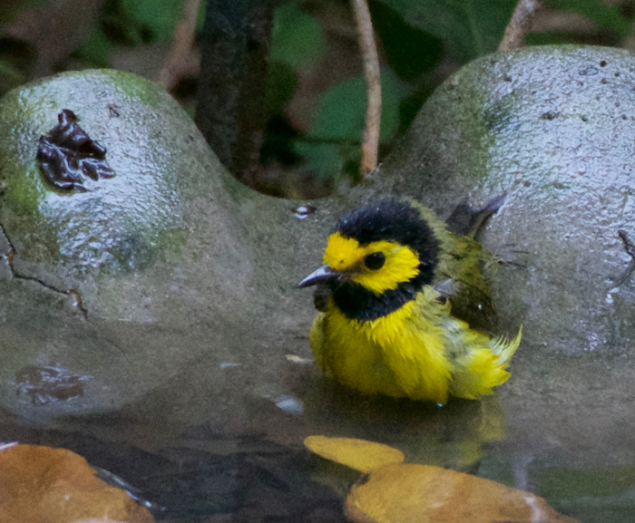 hooded warbler