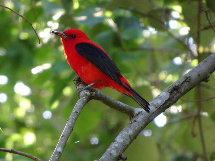 scarlet tanager