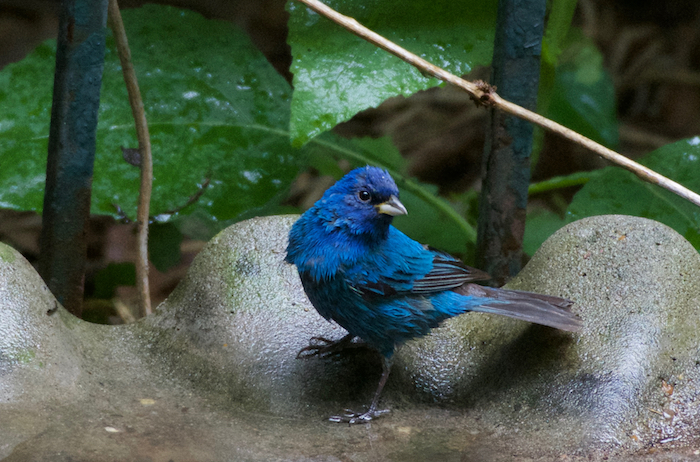 indigo bunting