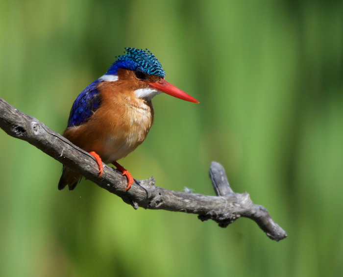 malachite kingfisher