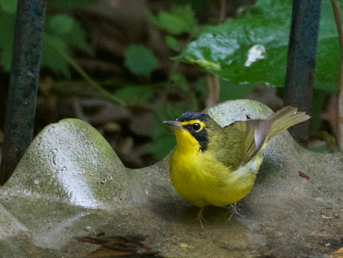 kentucky warbler