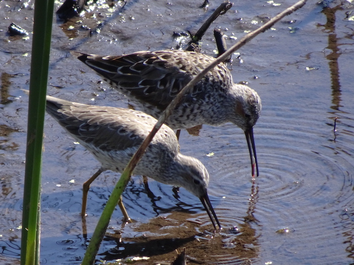 stilt sandpipers