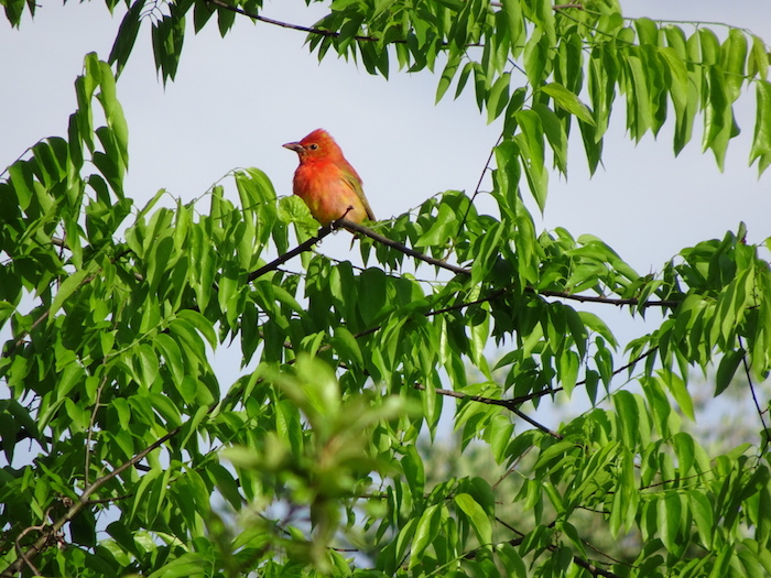 summer tanager