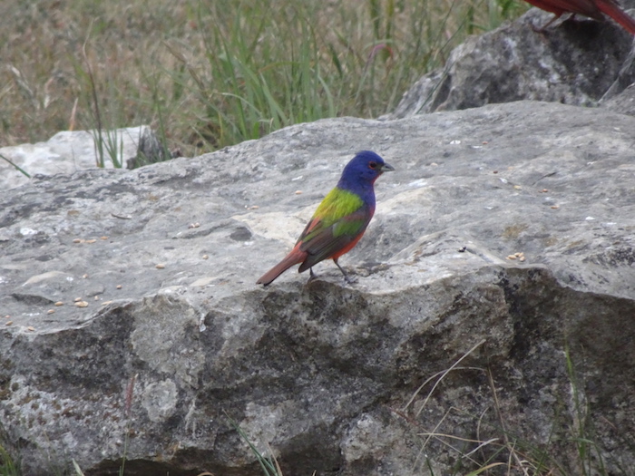 painted bunting