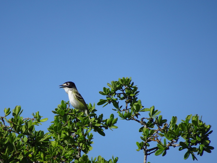 black-capped vireo