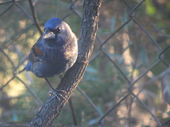 blue grosbeak