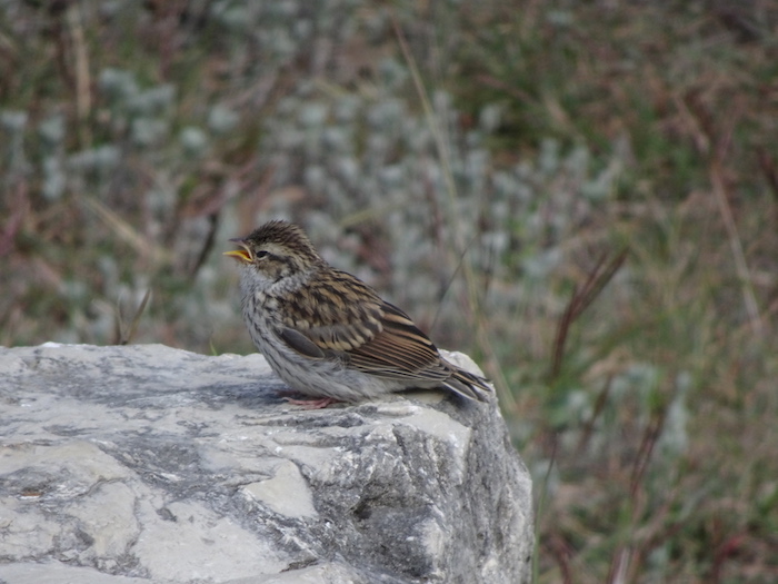 chipping sparrow fledgling