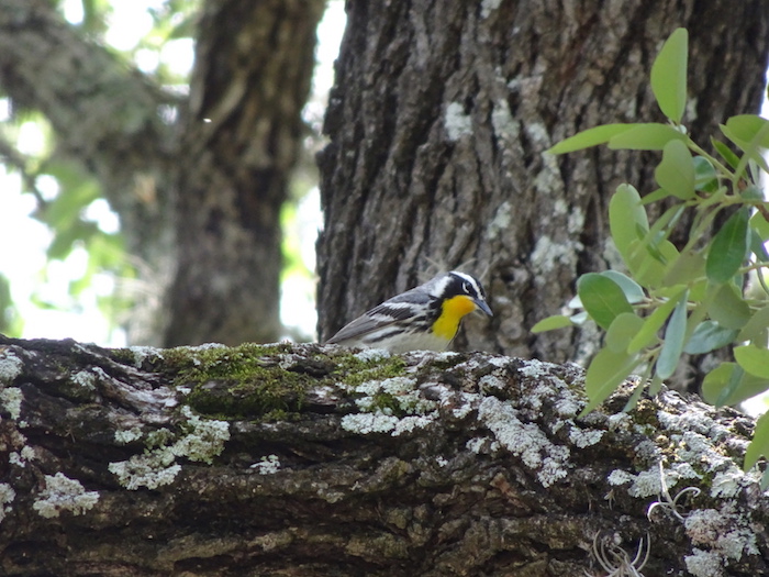 yellow-throated warbler