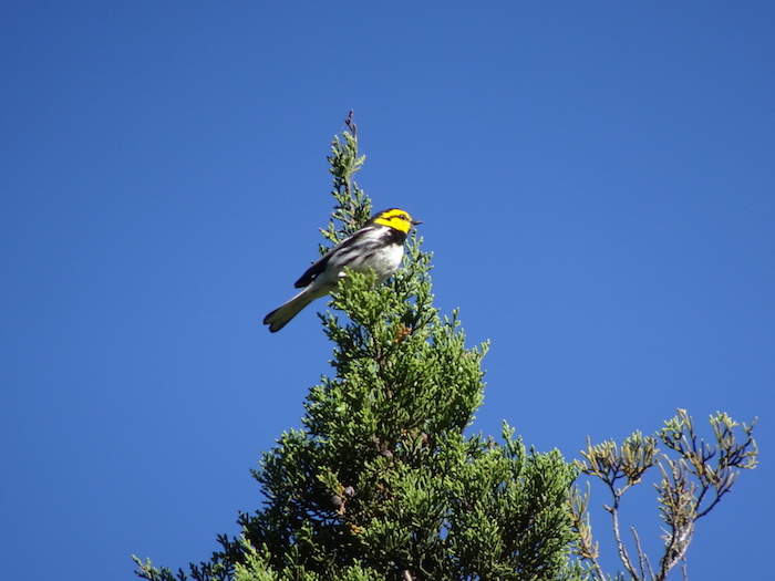 golden-cheeked warbler