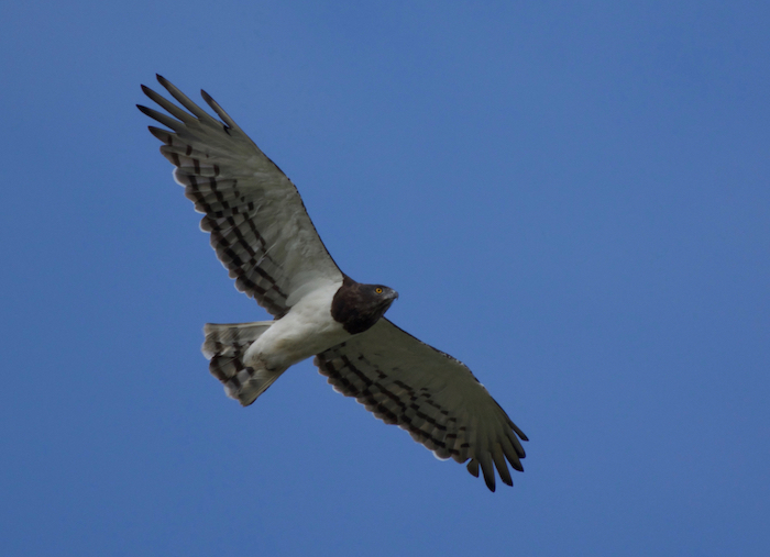 black-chested snake-eagle