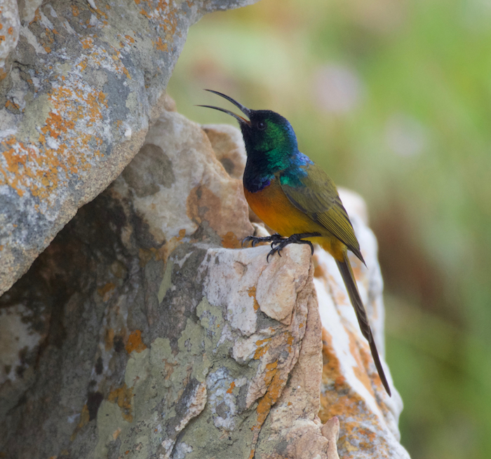 orange-breasted sunbird