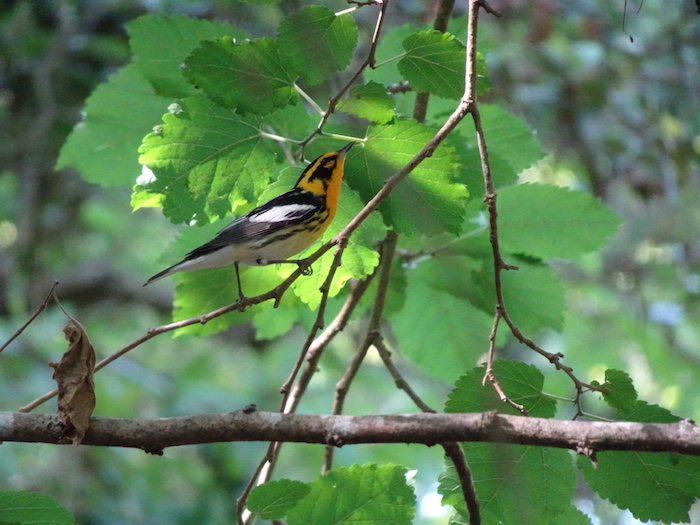 blackburnian warbler_a