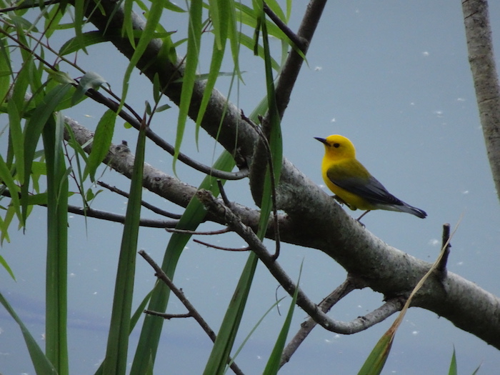 prothonotary warbler